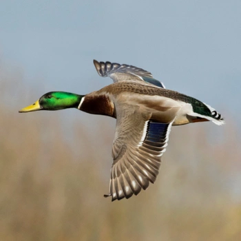 Alabama Birds Mallard