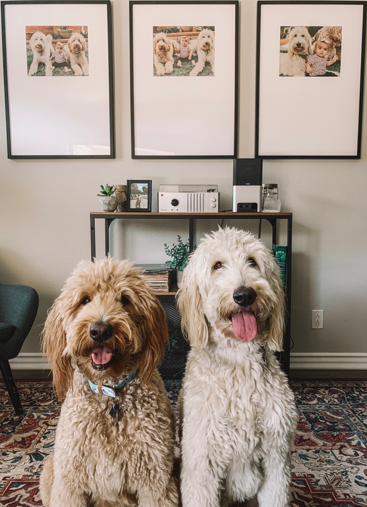 two dogs in front of triptych frames