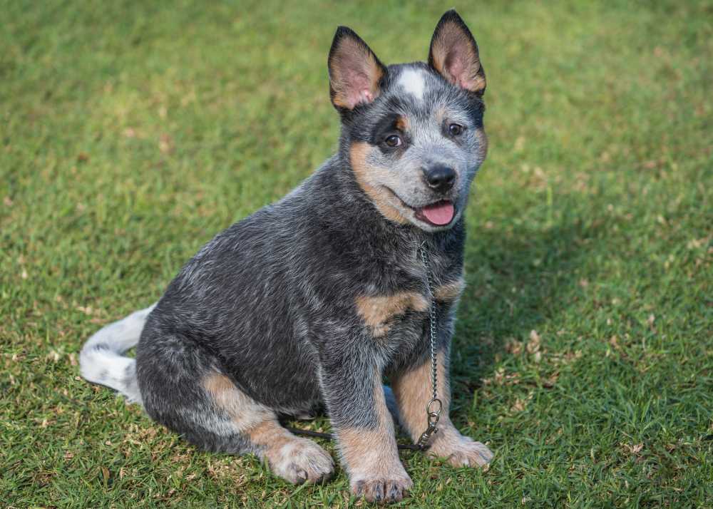 acdblueheeler.jpg