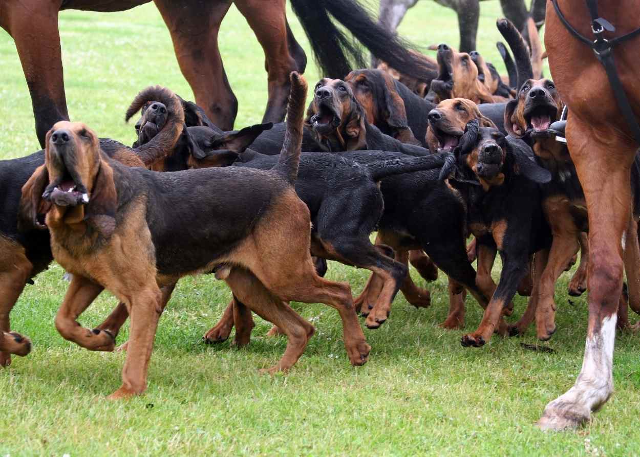 packofbloodhounds.jpg