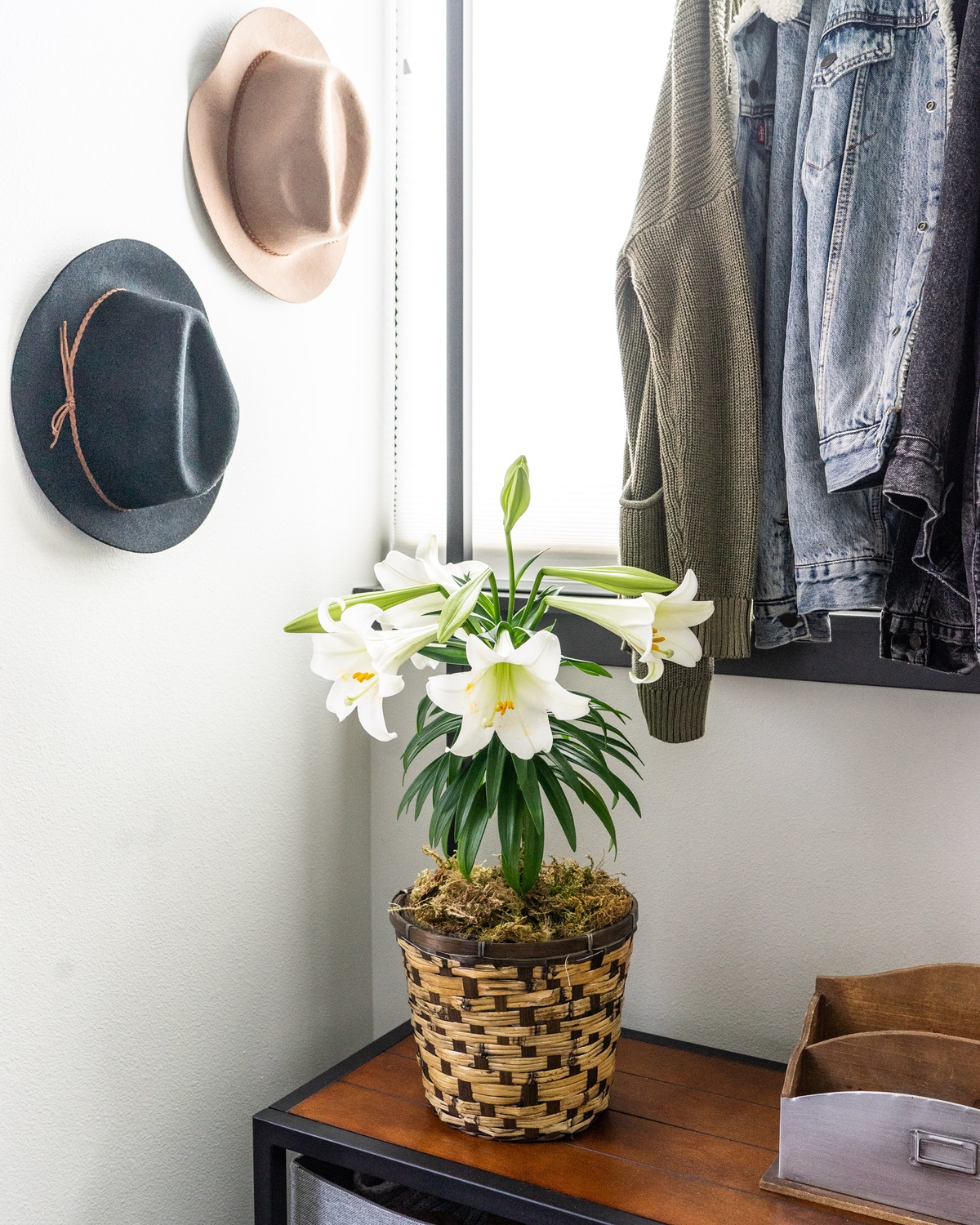 Classic Peace Lily on a Wooden Bench