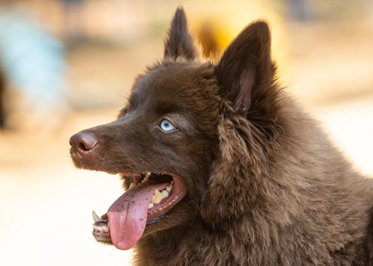 brown.pomsky (1).webp