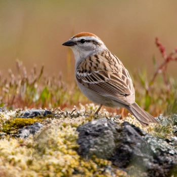Alabama Birds Chipping Sparrow