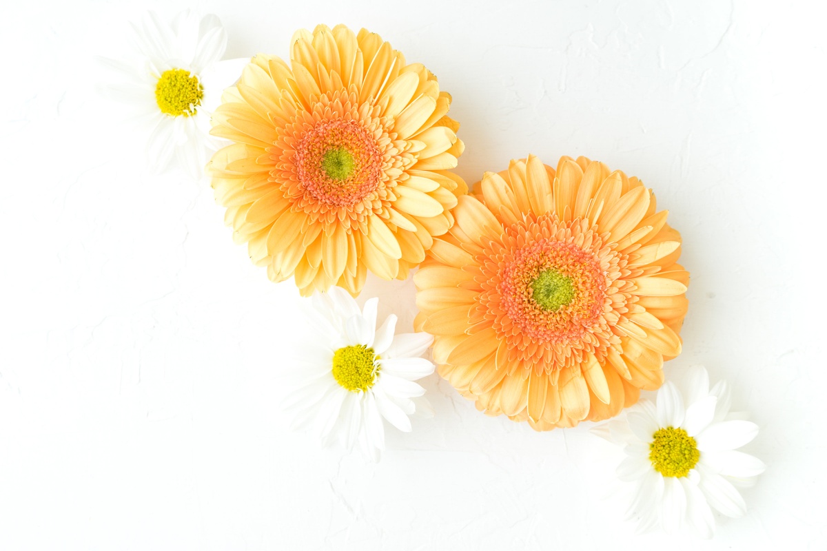 White and Orange Daisies