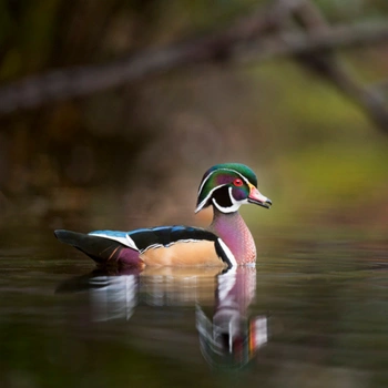 Alabama Birds Wood Duck