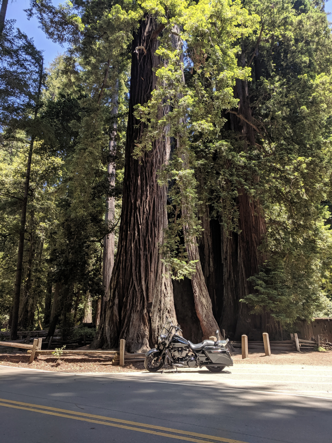 AR_CA_Tree.jpg