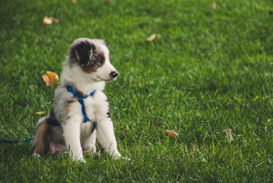 How to Help Your Puppy Learn Its Name PuppySpot
