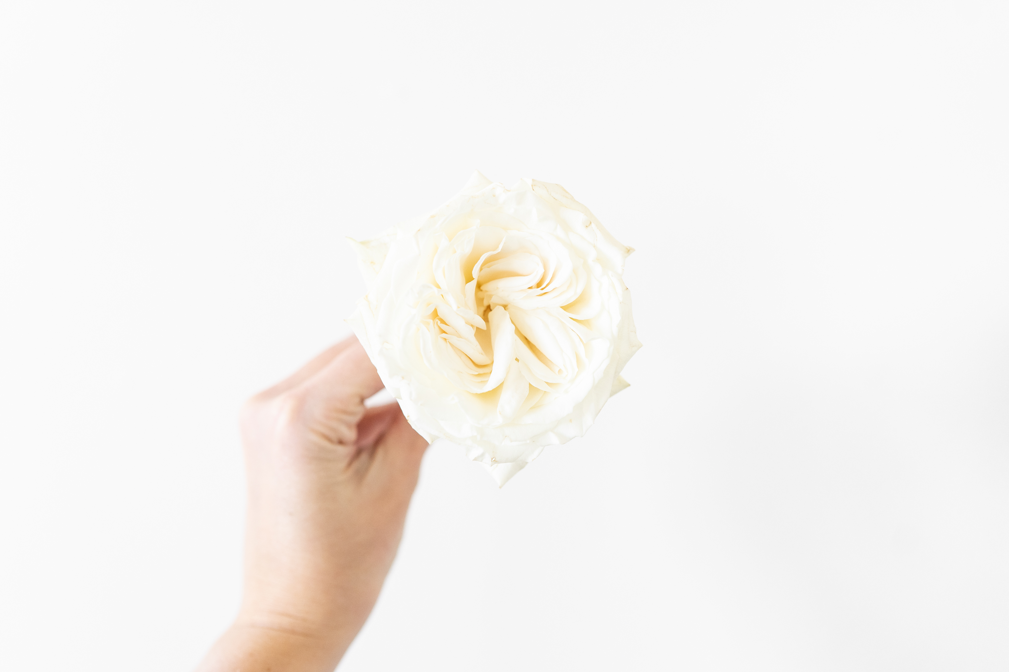 Hand Holding White Rose