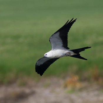 Alabama Birds Swallow-Tailed Kite