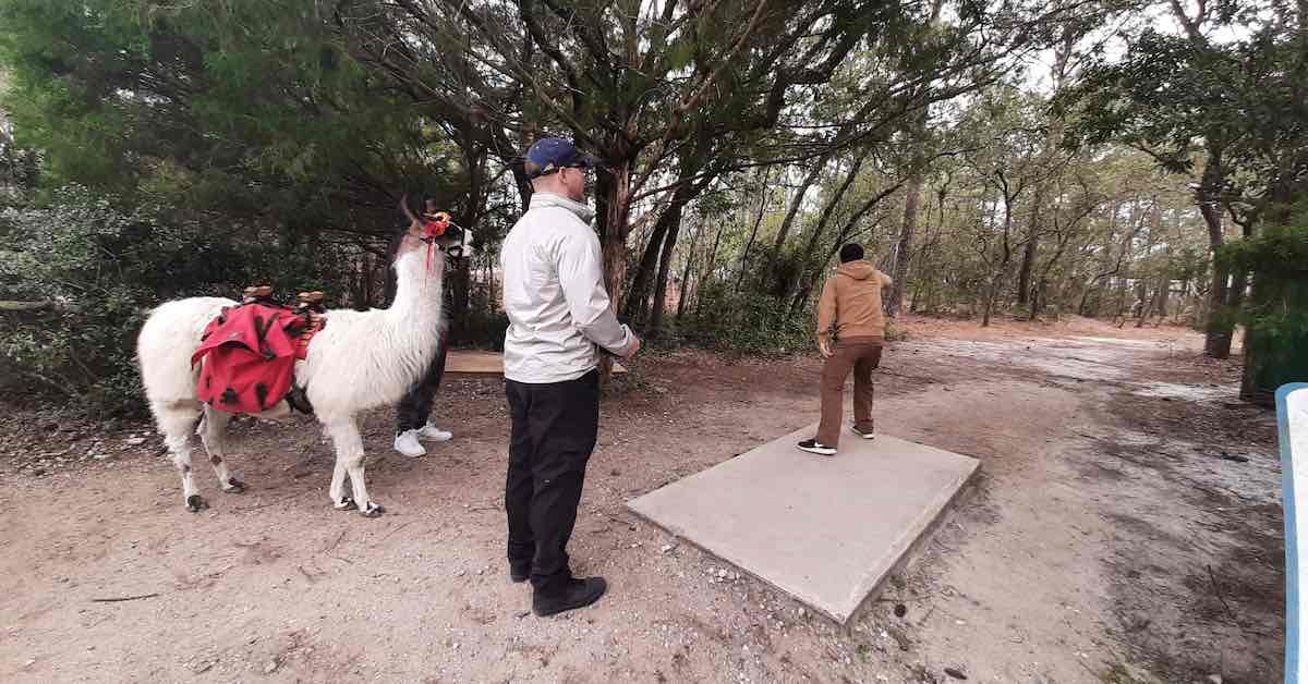A man about to drive a disc down a disc golf fairway as another man and a mostly white llama look on