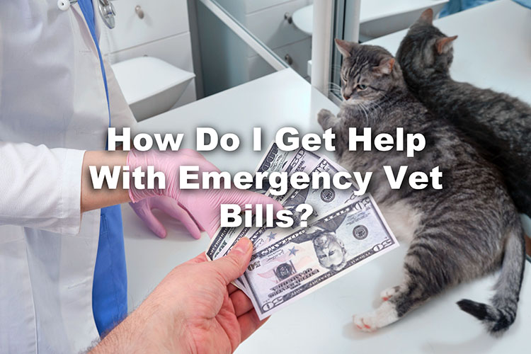 help with emergency vet bills