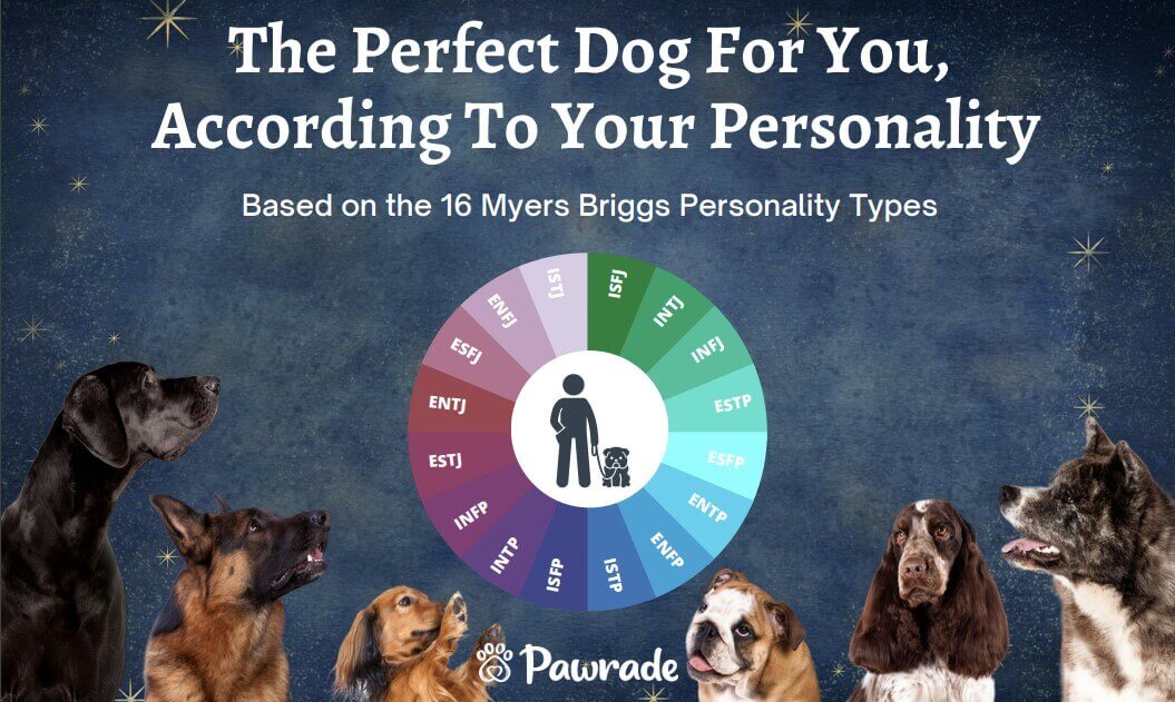 title is The Perfect Dog For You, According To Your Personality