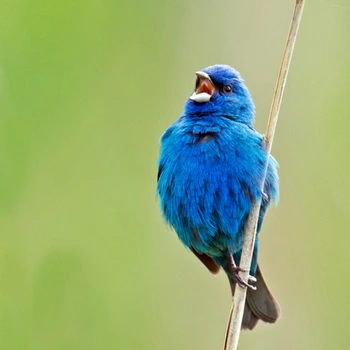 Alabama Birds Indigo Bunting