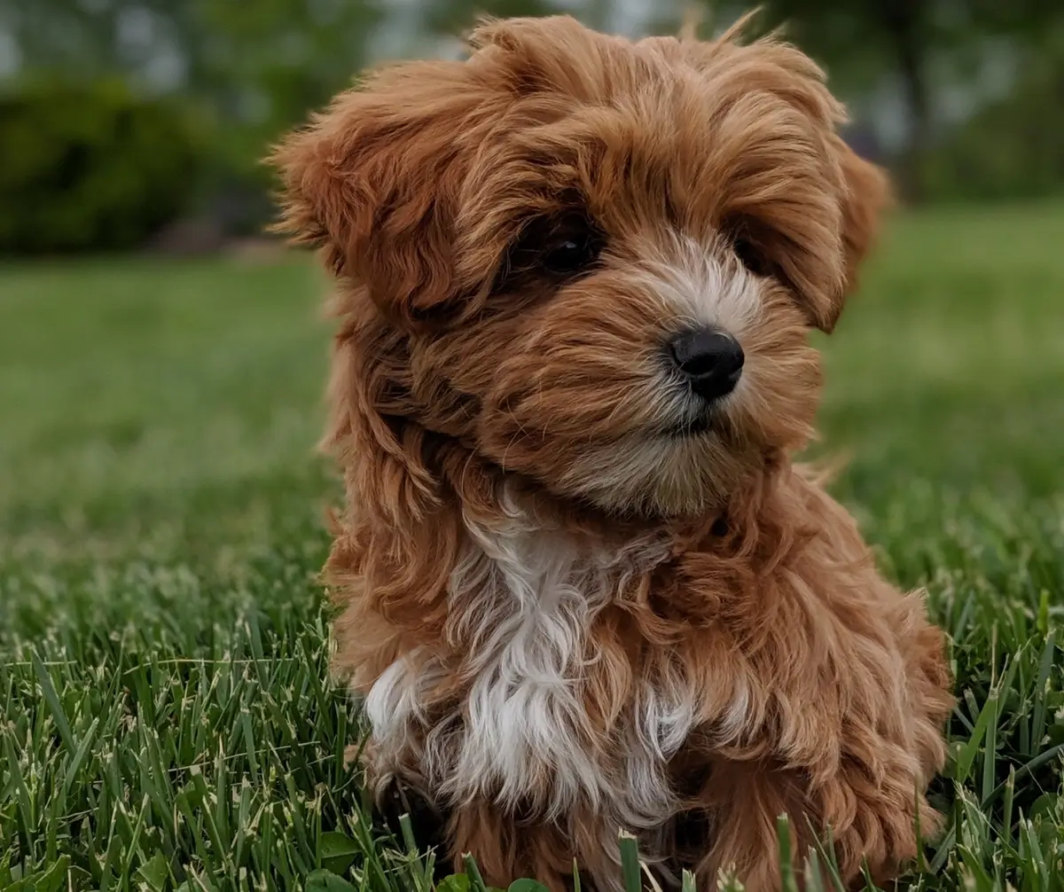 Why Does My Puppy's Coat Change Colors?