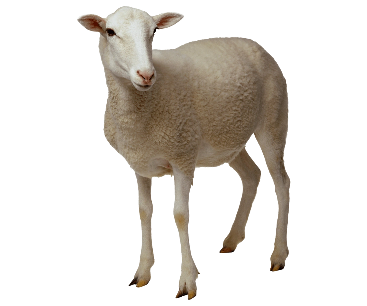 blog_preclinical_sheep_2.webp