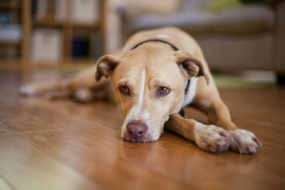 how to make dog vomit with peroxide