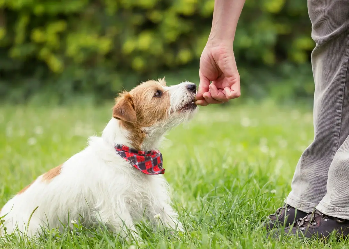 5 Tips for Puppy Obedience Training
