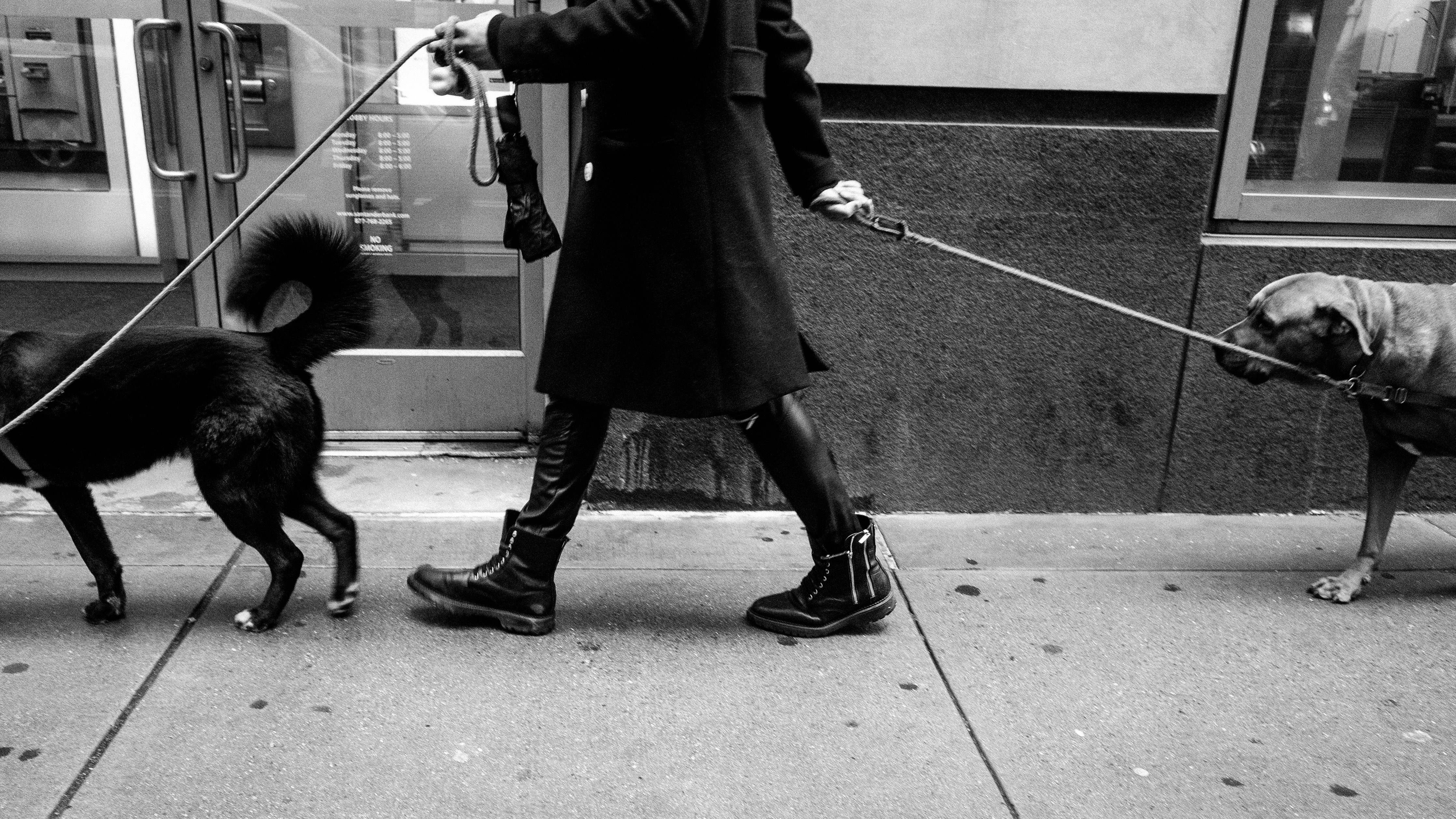 The Best Dog Parks in Brooklyn