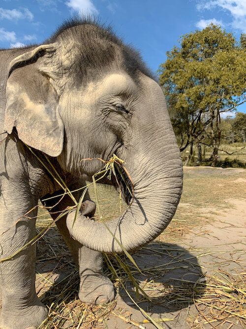 Happy eating elephant in Thailand