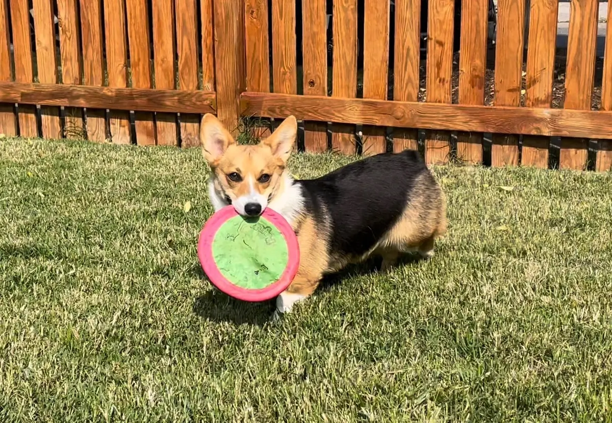 A Pembroke Welsh Corgi holds a frisbee in her mouth in a fenced-in yard