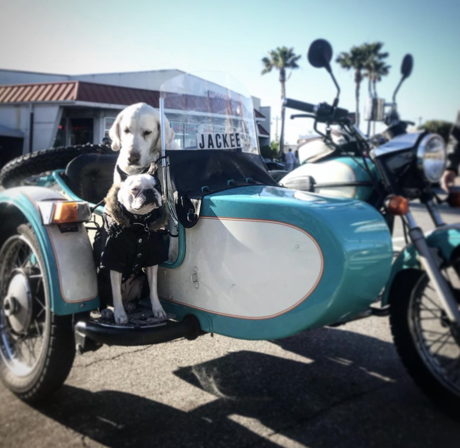 Want to Ride with Your Pet? Tips for Putting Your Dog on a Motorcycle