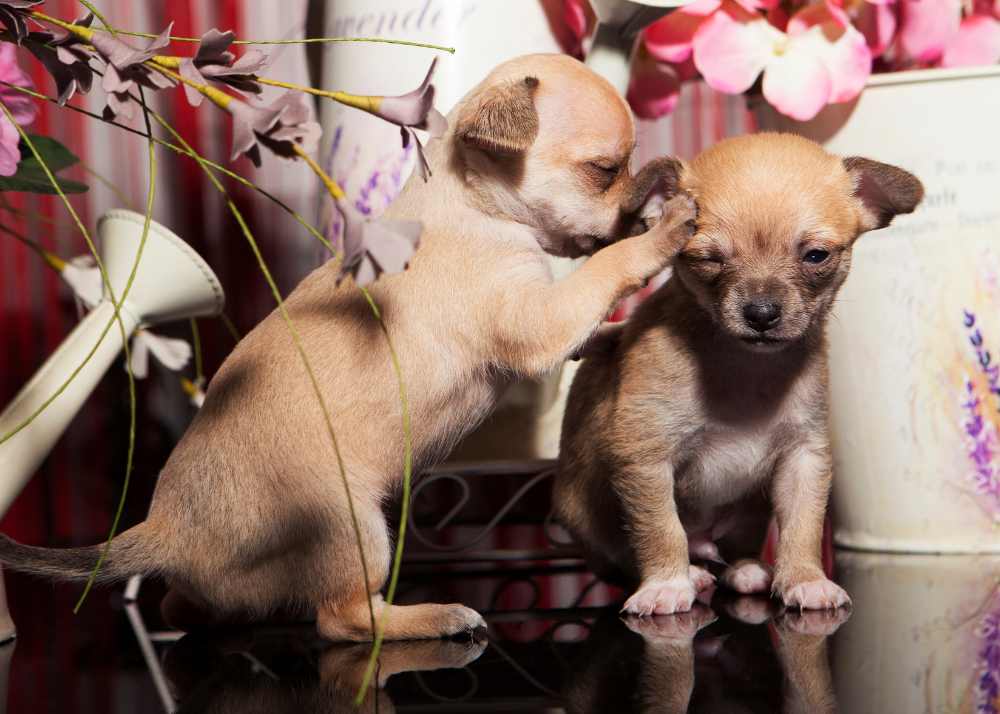 2 Chihuahua puppies, one is telling a secret to the other