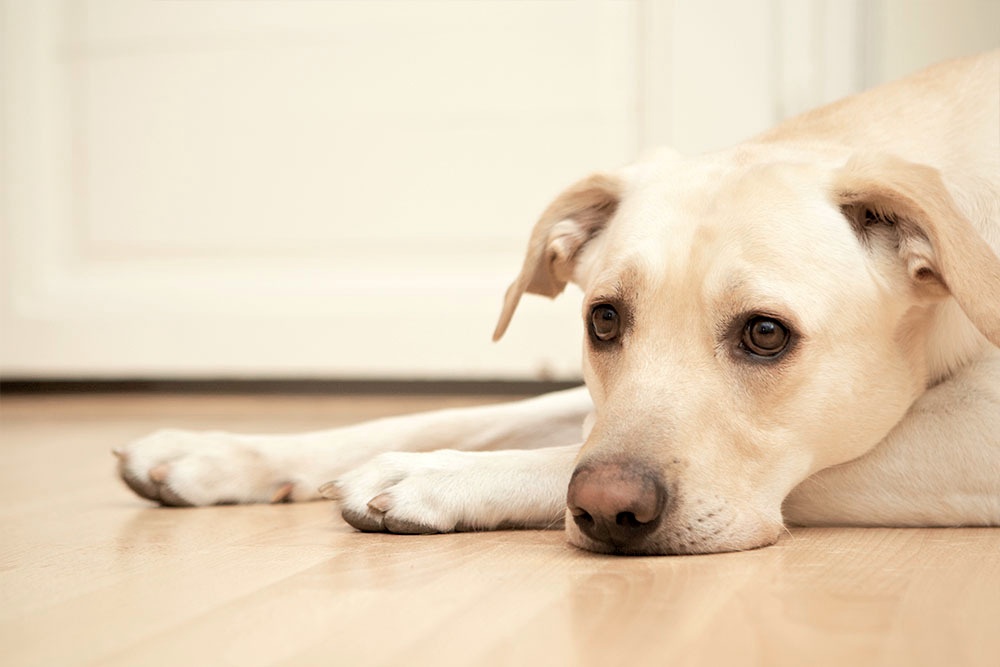 what causes fatty cysts in dogs