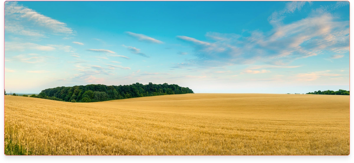 A field of wheat fills the image with a forest rising on the left side