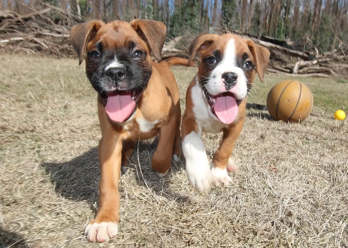 a Brown and black boxer and a tan and white boxer run toward the camera