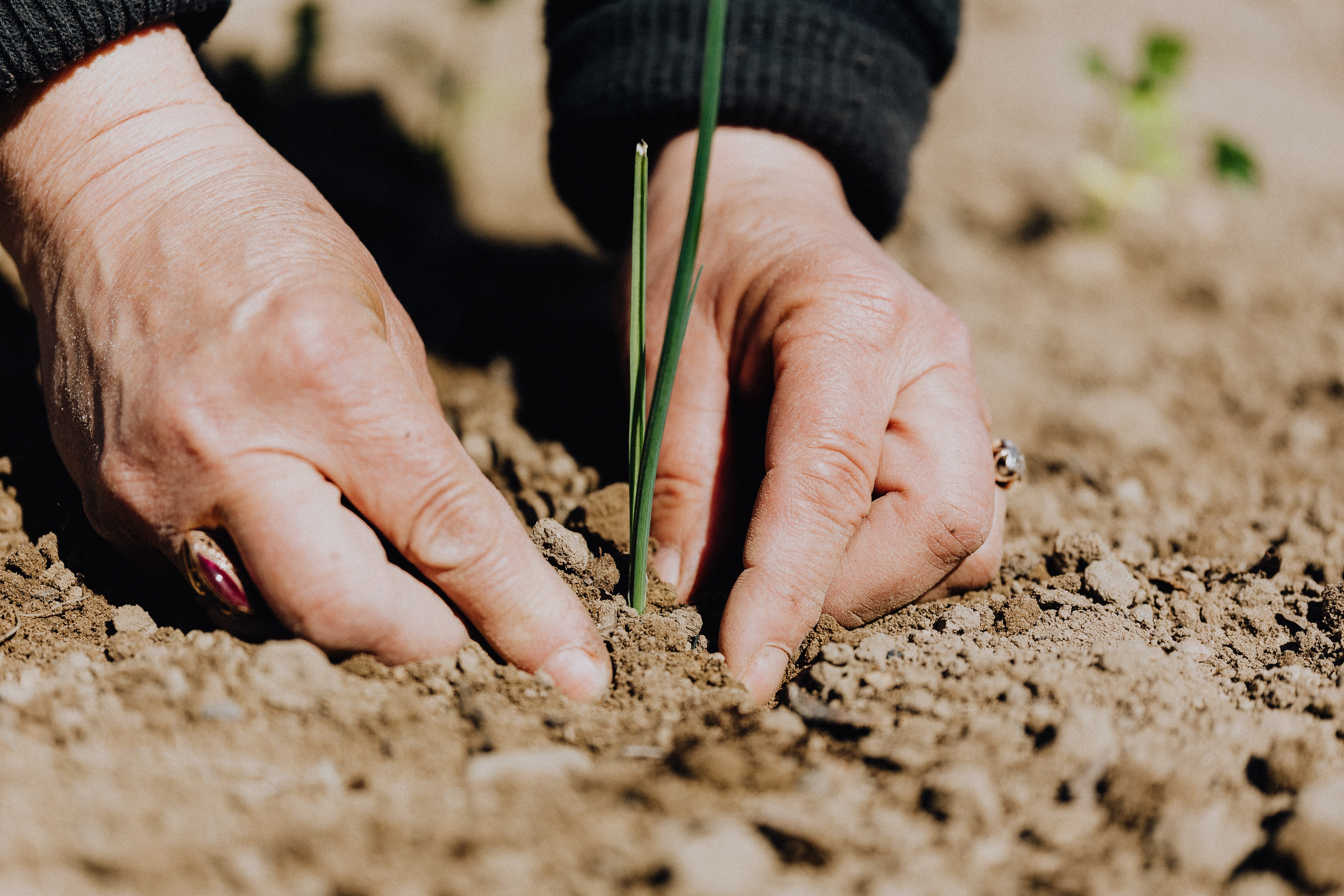 Grower assesses an early crop