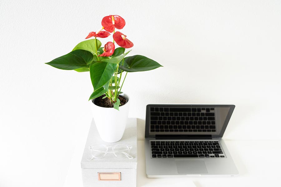 Which plants are good for a home office?