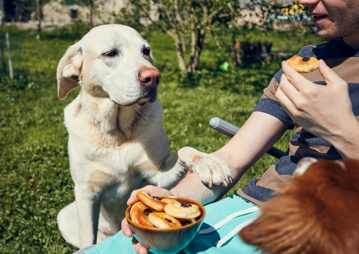 A white Labrador Retriever puts his paw on his owner to beg for food
