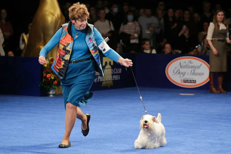 Stache the Sealyham Terrier Wins the 2023 National Dog Show