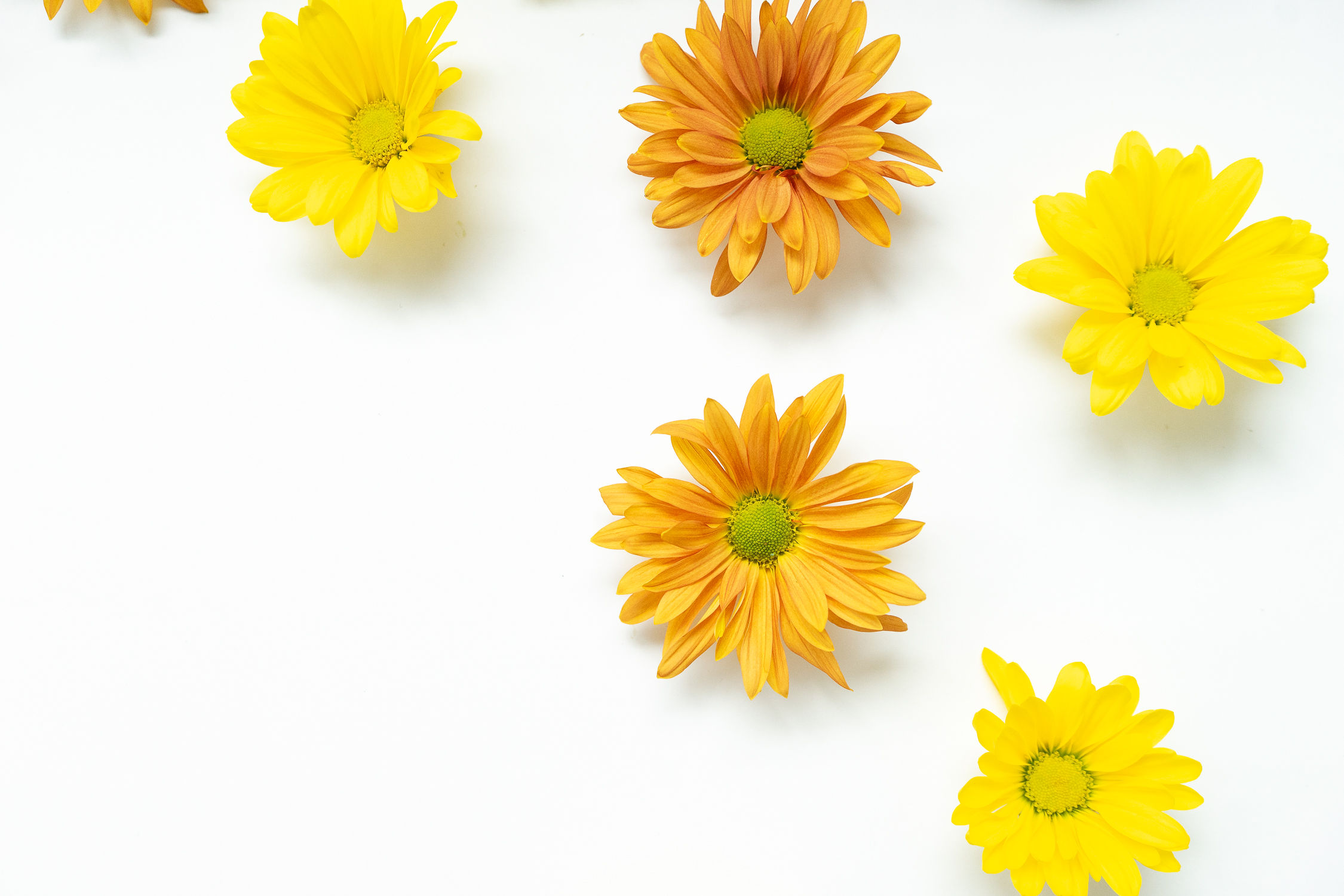 Orange and Yellow Daisies on White