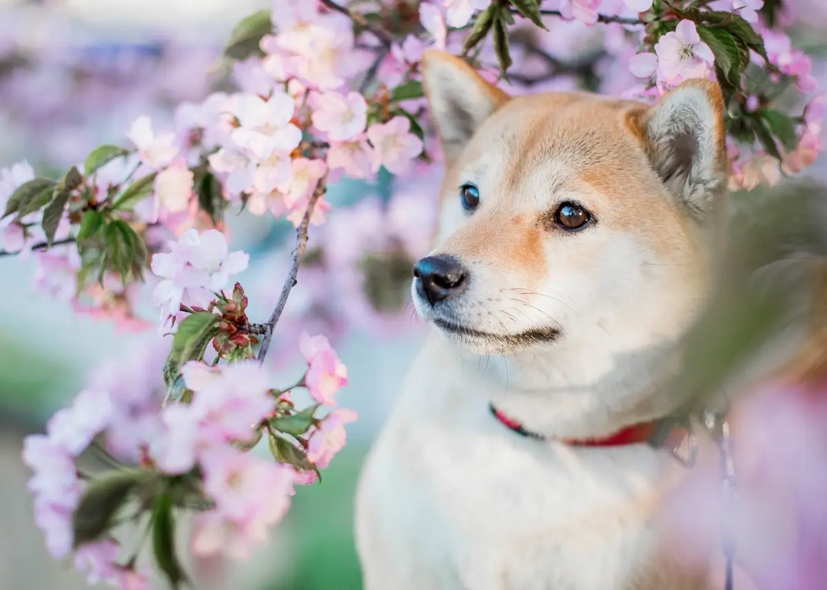 cherryshiba (1).webp