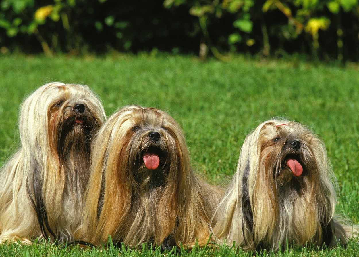 3 Lhasa Apso dogs