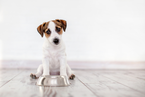 how often should i feed my puppy