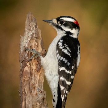 Alabama Birds Downy Woodpecker