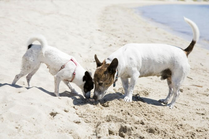 Two dogs sniff at a spot in the sand