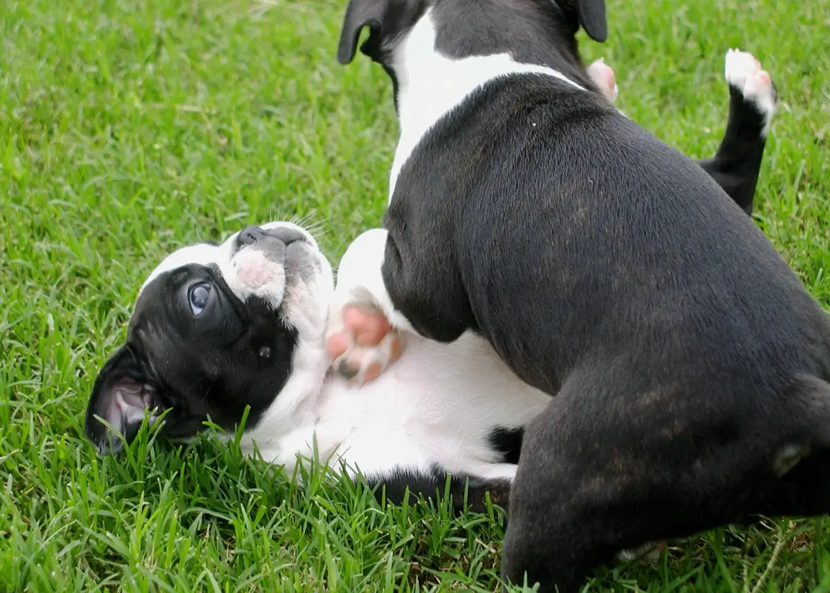 Why Puppies Should Never Go Home Prior to 8 Weeks Old - Pawrade.com