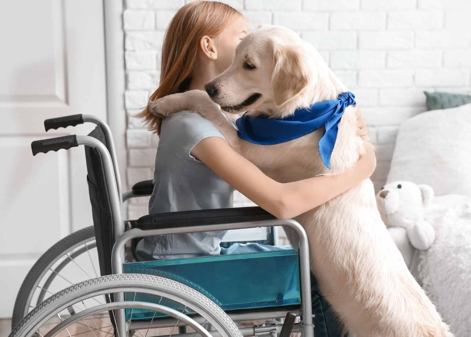a girl in a wheelchair hugs a golden retriever or labrador retriever