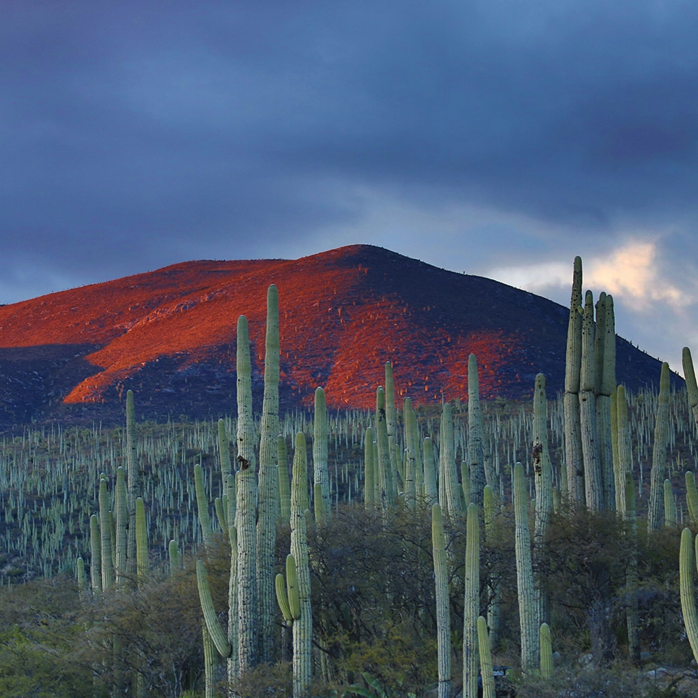 Zapotitlan Salinas Botanical Garden, Mexico.webp