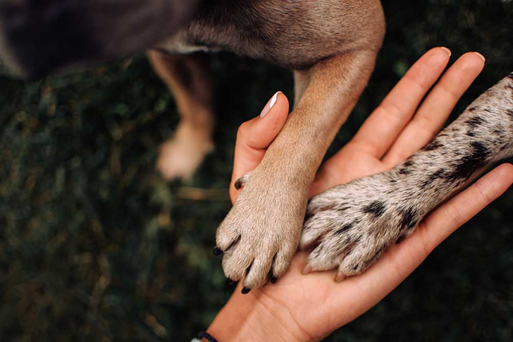 Dog nails deals