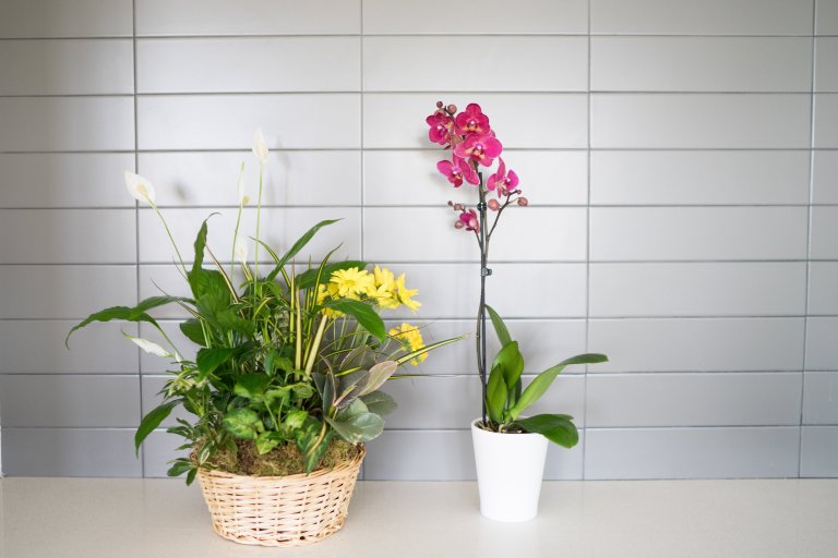 Classic Dish Garden and Pink Orchid