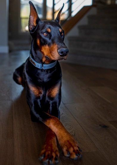 dobermansitpretty.webp
