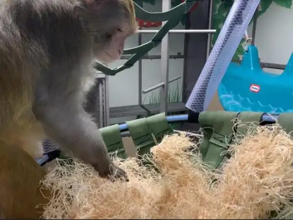 Dash interacts with his hammock filled with wood wool material.