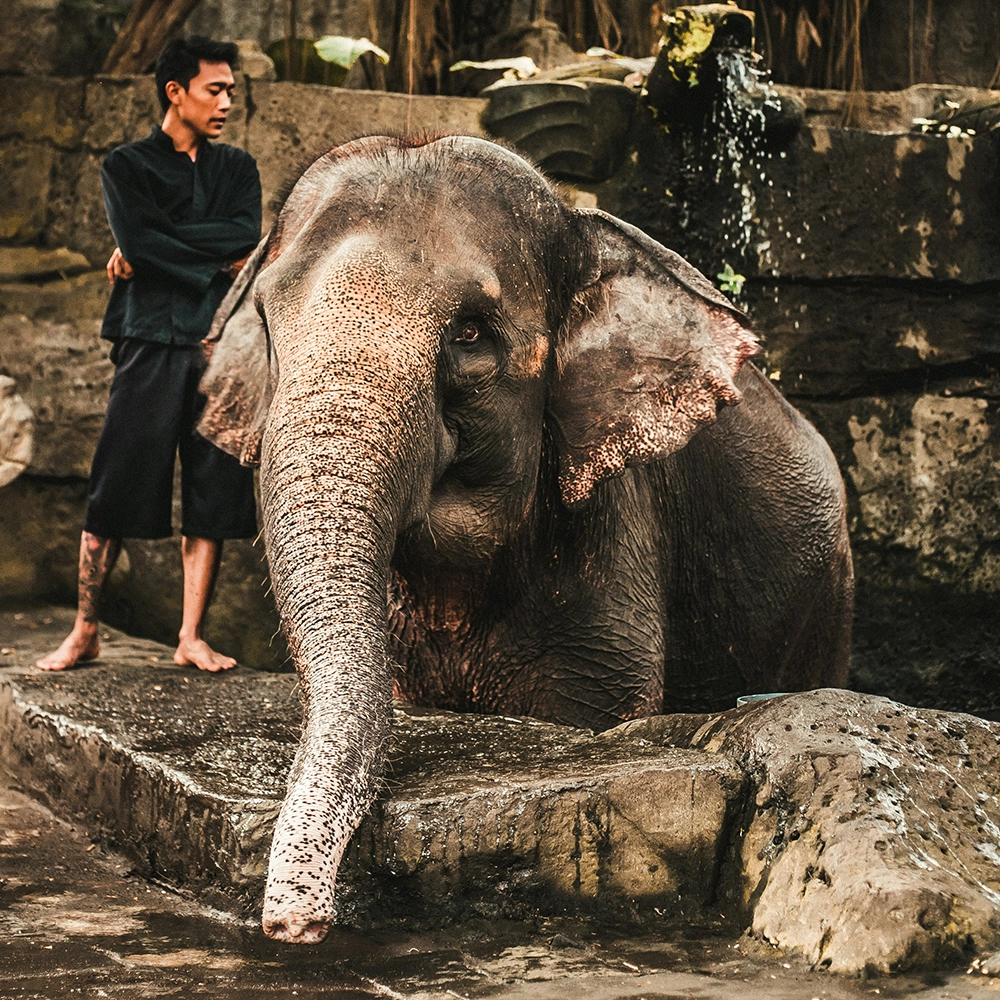 Elephant and Owner.webp