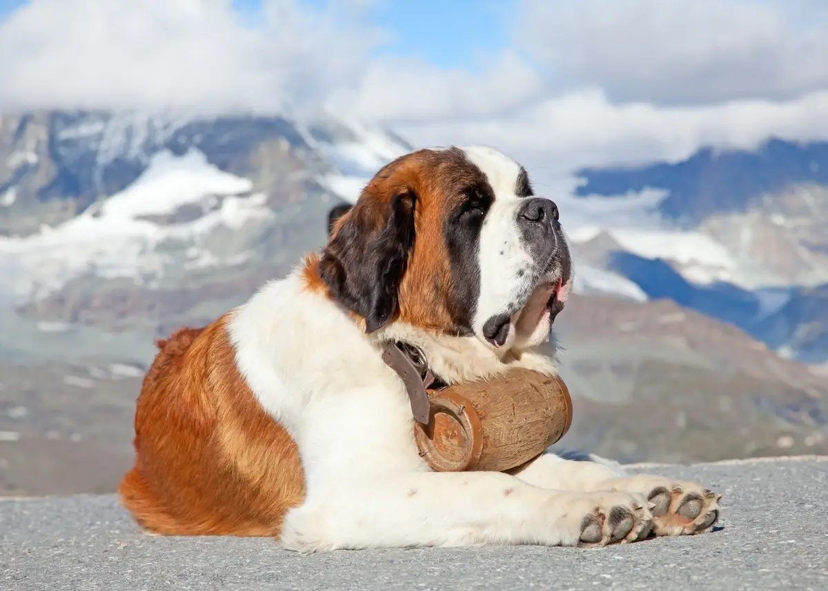 st.bernard.snow.barrel (1).webp