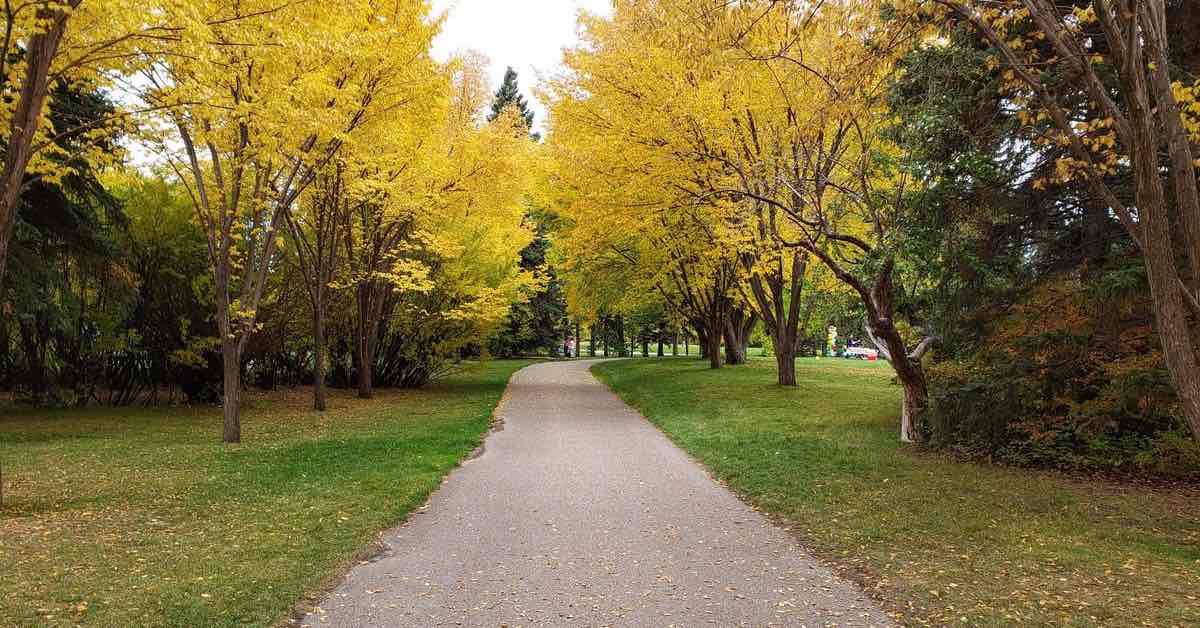 A path in a park through a tunnel of trees with yellow fall leaves