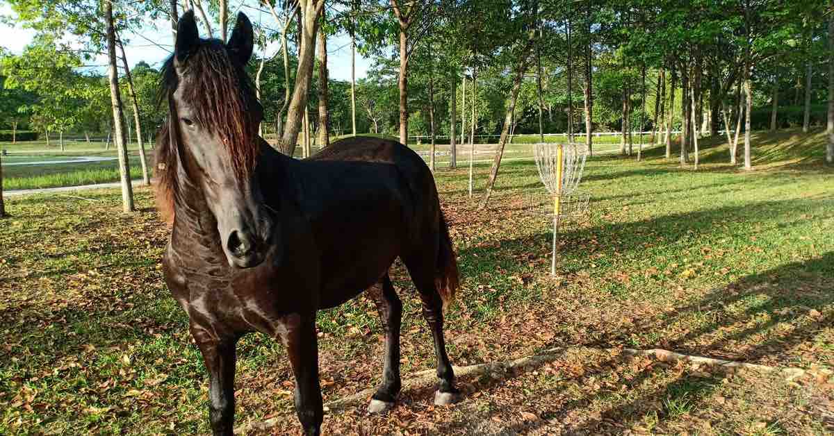 Black horse next to a disc golf basket